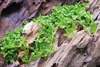 Aquarium Pflanze Micranthemum tweediei Monte Carlo AquaOne Produktbild-Vorschau 2