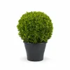Buchsbaumkugel Ø 35 cm – Immergrün Buxus sempervirens Produktbild-Vorschau 4