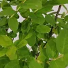 Lonicera caerulea 'Larisa' - Honigbeere - Höhe 70 cm - Produktbild-Vorschau 5