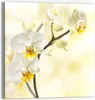 DEQORI Glasbild Echtglas 30x30 cm 'Orchideenzauber' Produktbild-Vorschau 1