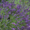 6 x Provence Lavendel  - Lavandula intermedia 'Grappenhall' Produktbild-Vorschau 2