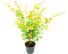 Javor dlanitolistý oranžový Acer palmatum 'Orange Dream' Náhled obrázku produktu 1