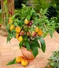 A potted plant with ripe fruits, sitting on a tiled patio. Produktbild-Vorschau
