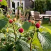 A close-up of a raspberry bush with ripe and unripe berries, with a garden shed and outdoor furniture in the blurred background. Produktbild-Vorschau