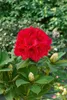 Rhododendron Hybr. 'Red Jack', rot, 40–50 cm Produktbild-Vorschau 2