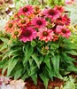 BALDUR Garten 1x Echinacea Evolution, Pflanze im 9x9 Produktbild-Vorschau 1