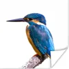 MuchoWow® Poster Eisvogel - Federn - Zweig - Blau 75x75 cm Produktbild-Vorschau 1