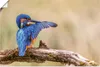 ARTland Poster Eisvogel II Größe: 60x40 cm Produktbild-Vorschau 1
