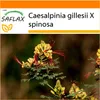 SAFLAX Garden in the bag - Odolný paví keř - Caesalpinia Náhled obrázku produktu 10