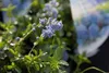 Ceanothus thyrs. 'Repens' - Säckelblume 25- 30 cm Kontajner Náhľad obrázku produktu 2