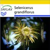 SAFLAX Kultivačný set - Kráľovná noci - Selenicerus Náhľad obrázku produktu 10