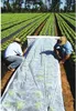 Gartenvlies Schutzvlies Pflanzvlies zur Abdeckung von Produktbild-Vorschau 1