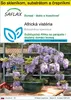 SAFLAX Kultivačný set - africká vistéria - Bolusanthus Náhľad obrázku produktu 1