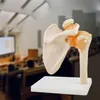 Anatomie Model kostry Model lidského ramene Anatomie v Náhled obrázku produktu 6