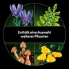 LEGO Botanicals: Set de setas del bosque – Juego de Vista previa de la imagen del producto 34
