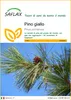 SAFLAX  - Pino giallo - 20 semi - Pinus Anteprima dell’immagine prodotto 1