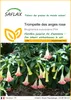 SAFLAX  - Trompette des anges rose - 10 graines - Voir les images du produit 1