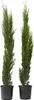 Two potted cypress trees are shown against a white background. Produktbild-Vorschau