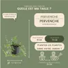 Plants by Frank | 6 Plantes de pervenche pourpre | Vinca Voir les images du produit 4