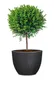 A potted plant with a spherical topiary in a dark grey pot against a white background. Podgląd zdjęcia produktu
