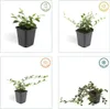 Cotoneaster dammeri - Teppich - Zwergmispel - Ø9cm - Produktbild-Vorschau 6