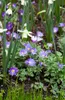 Anemone blanda 'Blue Shades', Balkan-Windröschen, blau, ca. Produktbild-Vorschau 5