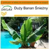 SAFLAX - Garden in the bag - Duży Banan Śnieżny - 10 Podgląd zdjęcia produktu 5