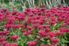 Monarda fistulosa 'Gardenview Scarlet', Indianernessel, Produktbild-Vorschau 5