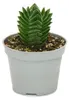 Sukkulente – Crassula Buddha’s Temple – kleine, dicke Produktbild-Vorschau 3
