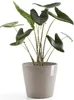 Ecopots Amsterdam 30 Blumentopf - L 30 cm x H 25,4 cm - Produktbild-Vorschau 8