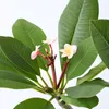 Frangipanier hawaii - Plumeria rubra 'Rose' - Hauteur Voir les images du produit 3