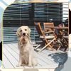 EDIBAZZAR | Anello di dentizione in corda per cani, grande, Anteprima dell’immagine prodotto 4