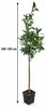 Arancio Vaniglia 100–120 cm – Vanilleorange (Citrus Podgląd zdjęcia produktu 5