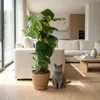 Green boutiQ - Zimmerpflanze - Fensterblatt - Monstera Produktbild-Vorschau 5