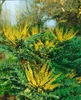 Mahonia media 'Winter Sun', Mahonie, gelbe Blüten, 60–80 cm Produktbild-Vorschau 4