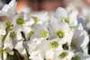 Stauden Gänge 1 x Bergenia cordifolia ‚Beach' - Bergenie - Produktbild-Vorschau 4