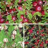 Cranberry Kranichbeere Moosbeere Moorpflanze großfrüchtige Produktbild-Vorschau 2