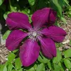 3 x Clematis Kletterplanzen Mix (3 Pflanzen): 3 kaufen/2 Produktbild-Vorschau 4