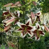 Lilien Zwiebeln Winterhart Mehrjährig - Beverly Dreams Produktbild-Vorschau 2