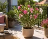 Nerium Oleander Tricolor, výška 50–70 cm – Trojfarebný Náhľad obrázku produktu 3