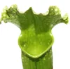 Trubkovitá rostlina - Sarracenia - Odrůda překvapení - 9cm Náhled obrázku produktu 3