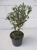 Tasmanischer Bergpfeffer - Gewürzrindenbaum - Drimys Produktbild-Vorschau 1
