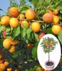 A close-up of an apricot tree branch laden with ripe apricots, with a small inset image of a potted dwarf apricot tree. Produktbild-Vorschau