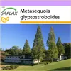 SAFLAX - Pravěký svět - sekvoje - Metasequoia Náhled obrázku produktu 10