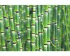 Přeslička japonská FloraSelf Equisetum japonica květináč Ø Náhled obrázku produktu 2