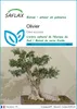 SAFLAX  - Olivier - 20 graines - Olea Voir les images du produit 1