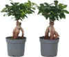 Bonsai - 4 szt - Ficus microcarpa - Wysokość 30-40cm - Podgląd zdjęcia produktu 1