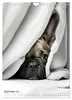 Französische Bulldogge - ein Hund für die Familie Produktbild-Vorschau 11