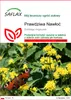 SAFLAX - Prawdziwa Nawłoć - 100 Nasiona - Solidago Podgląd zdjęcia produktu 1