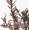 Hebe tłustolistna - 6 szt - Hebe pinguifolia - Wysokość Podgląd zdjęcia produktu 3